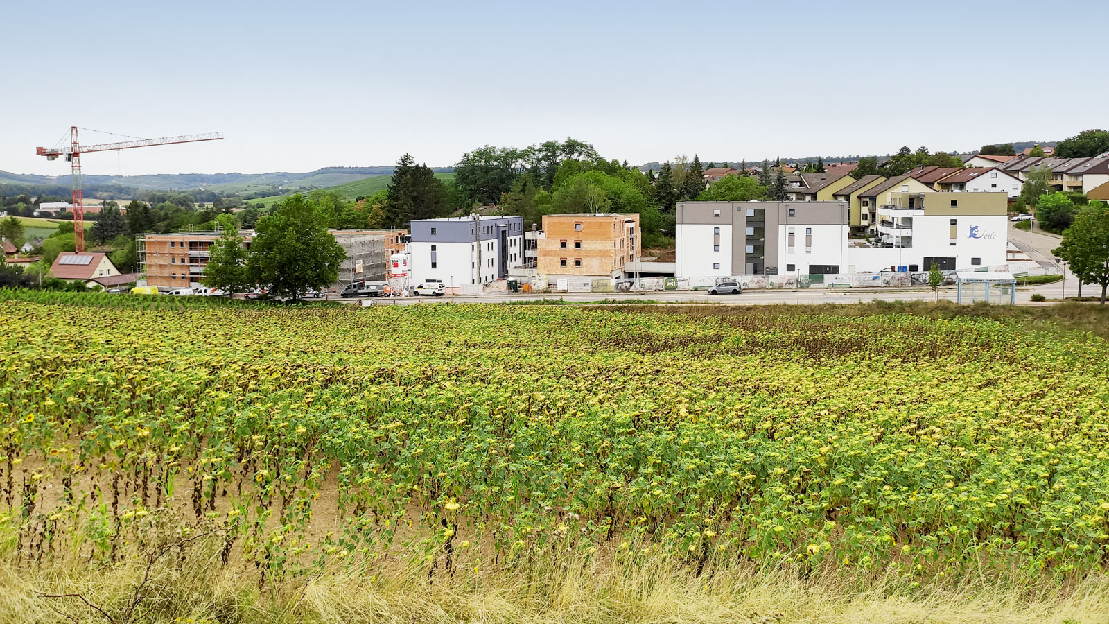 Bebauung mit Neubauten und Reihenhäusern, davor Wiese.