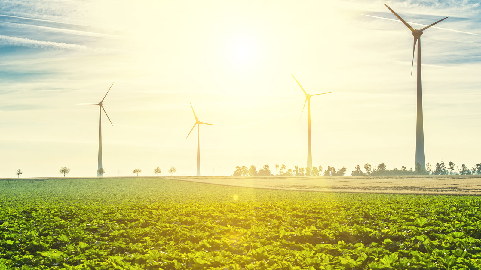 Drei Windkraftanlagen stehen auf einem Feld.