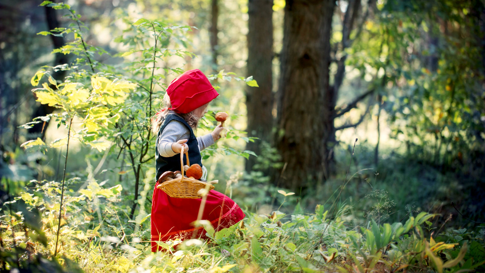 Mädchen mit rotem Mantel und Korb sammelt Pilze im Wald.