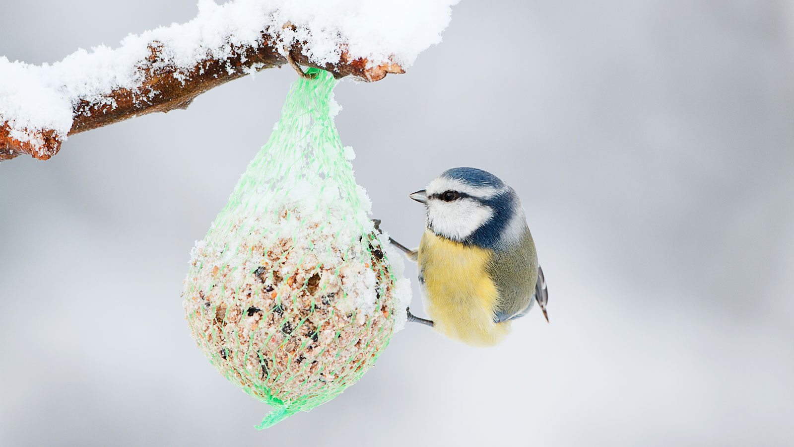 Blaumeise an Vogelfutterspender