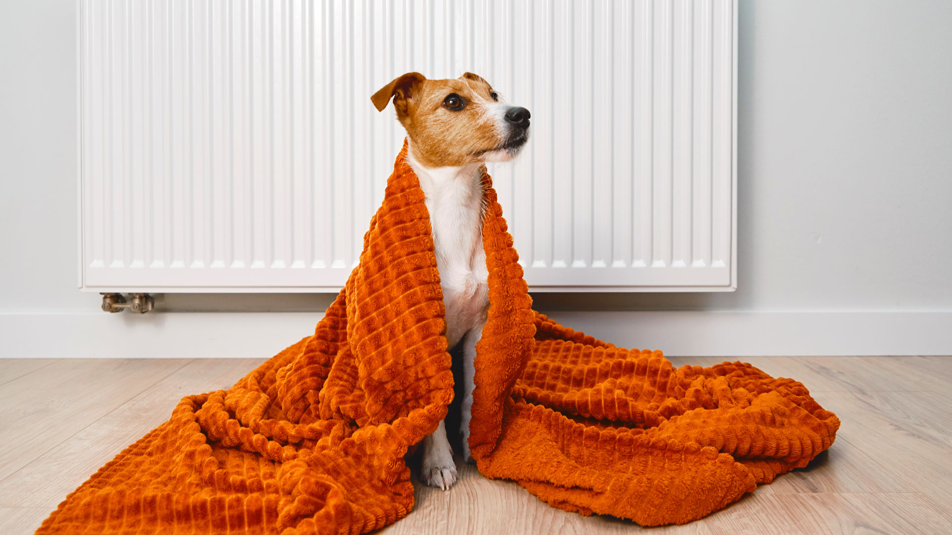 Hund mit orangefarbenem Handtuch