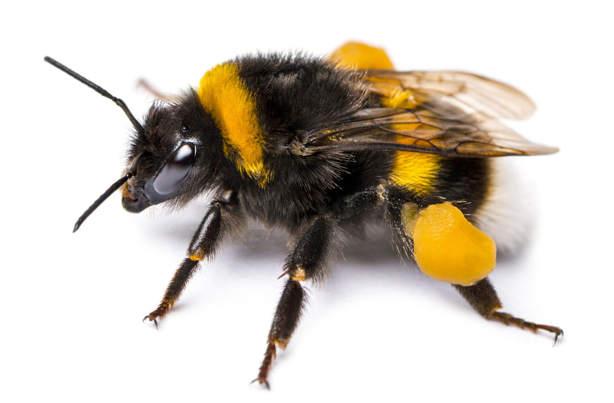 Hummel mit gelben Pollen an den Beinen