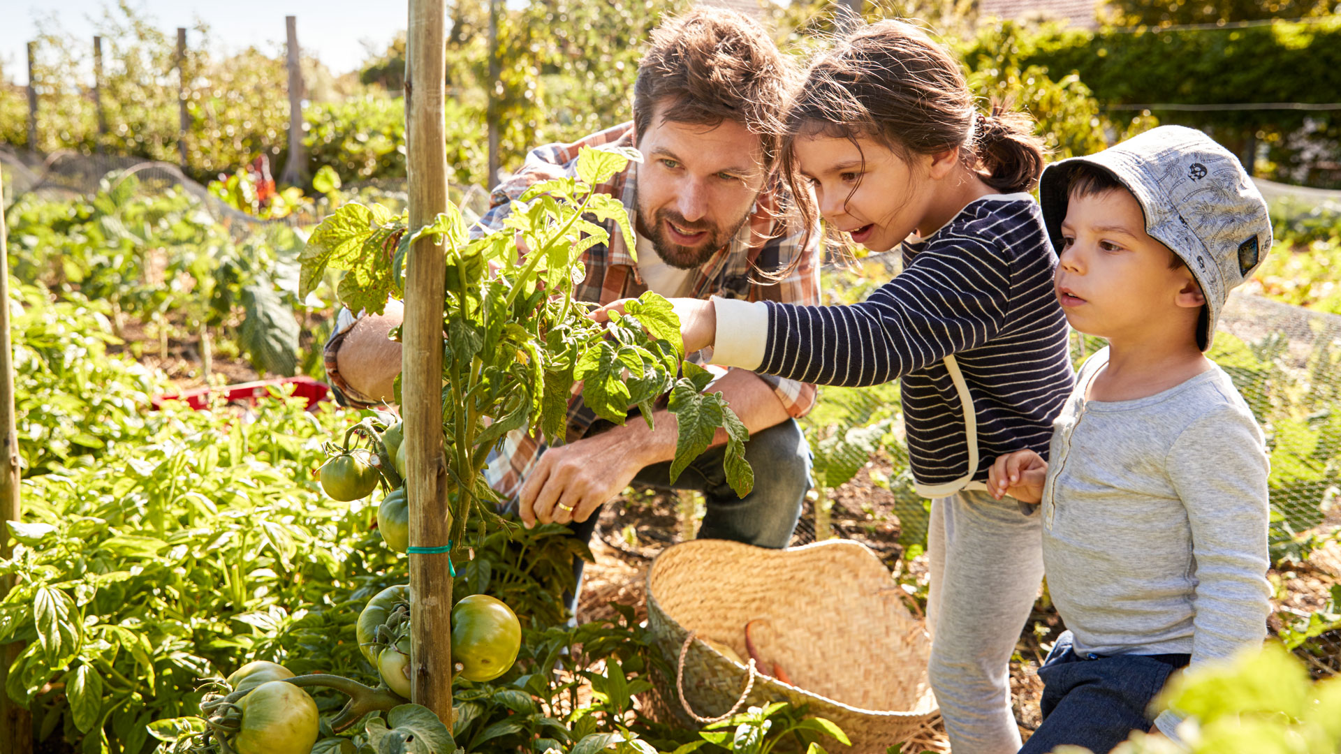Frau und Kind begutachten Tomatenpflanze im Garten.