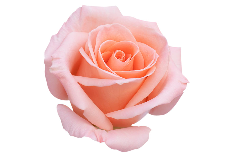 Zartrosa Rosenblüte, Nahaufnahme