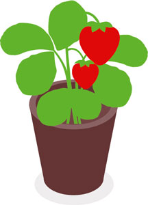 Erdbeerpflanze im Topf